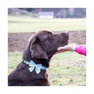Pettsie Collar de perro con pajarita y pulsera de la_5