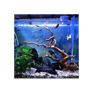 Hamiledyi Paquete de 6 unidades de madera de araña natural