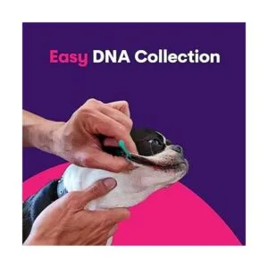 Orivet Genopet Prueba de ADN para perros Kit de prueba_6
