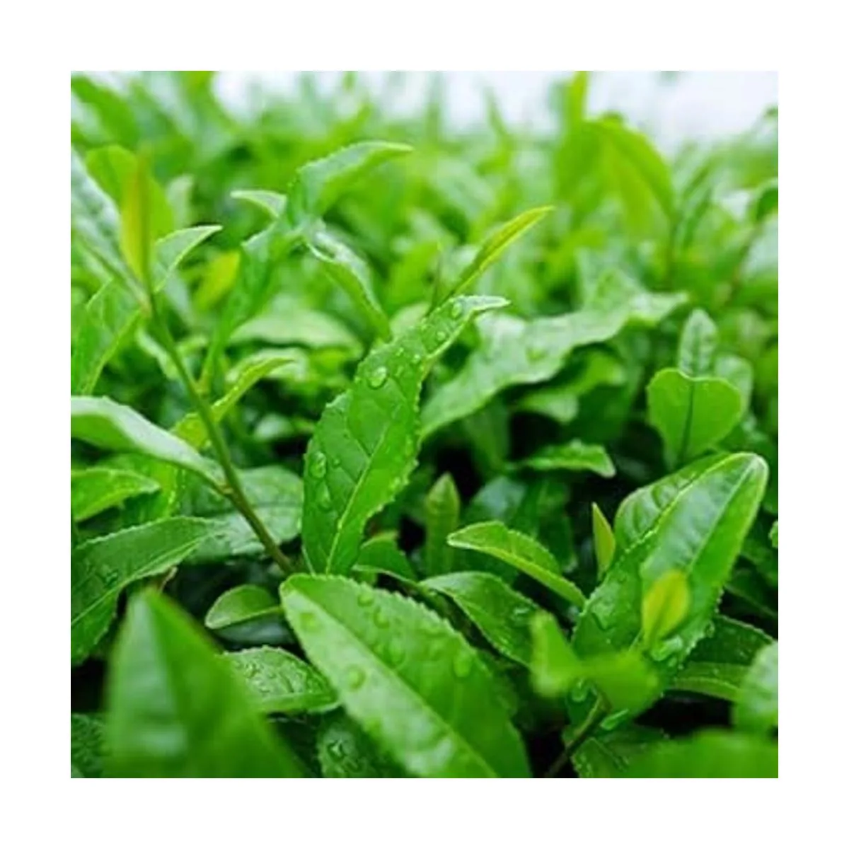 ECO Amenities Soap Shampoo Conditioner Mini Toiletries_3