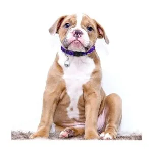 KUDES Juego de 8 collares de gato con campanilla para