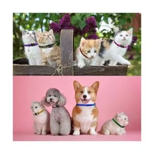 KUDES Juego de 8 collares de gato con campanilla para