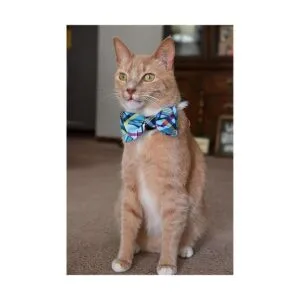 Huxley Kent Pajarita para mascotas madras azules_2