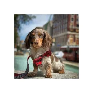 Huxley Kent Pajarita para mascotas diseño a cuadros de