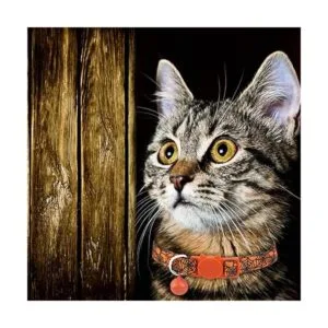 Halloween Cat Collar Set of 2 Kitten Collars