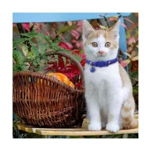 Halloween Cat Collar Set of 2 Kitten Collars