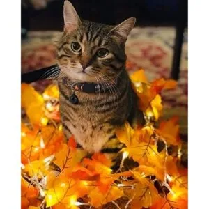 Thanksgiving Cat CollarSafety Puppy Collars Breakaway