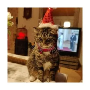 BoomBone Collar de Navidad para gato con campana paquete