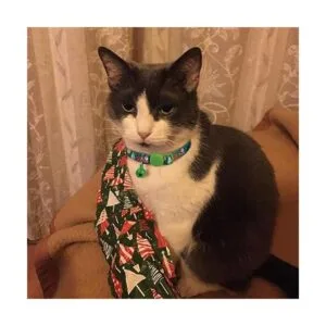 BoomBone Collar de Navidad para gato con campana paquete
