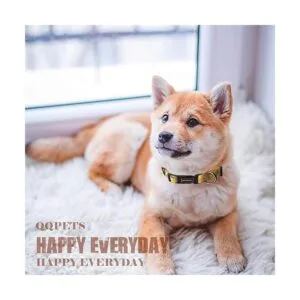 Qqpets Collar para perro personalizado suave cómodo