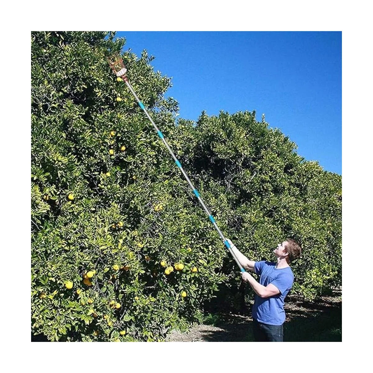 COCONUT Herramienta para recolectar frutas recogedor de_6