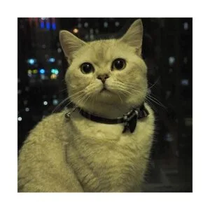 Collar de gato con campana y corbatín diseño a cuadros