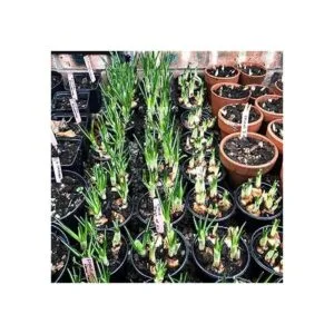50 etiquetas de plantas de madera impermeables