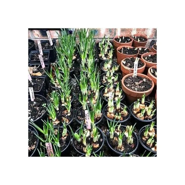 50 etiquetas de plantas de madera impermeables