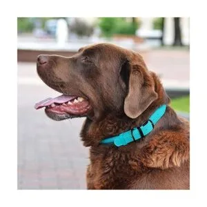 BRONZEDOG Collar de cuero enrollado para perro de cuerda