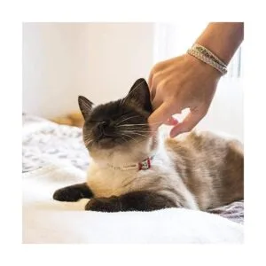 Pettsie Pulsera de seguridad y amistad con collar de gato_2