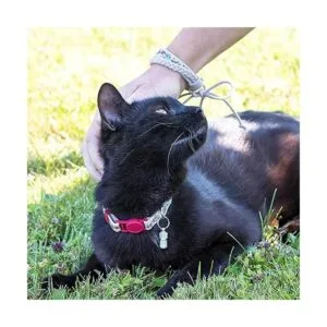 Pettsie Pulsera de seguridad y amistad con collar de gato_4