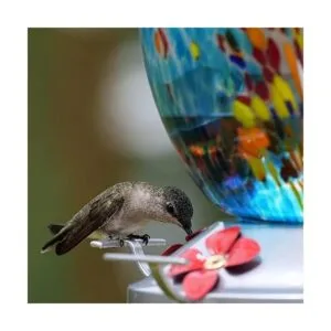 Muse Garden comedero para colibríes para exteriores hecho_4