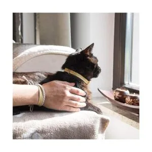 Pettsie Collar de gato de gatito pulsera de seguridad y_4