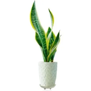 Idyllize Base de plástico transparente para plantas 5_6