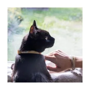 Pettsie Collar de gato de gatito pulsera de seguridad y_2