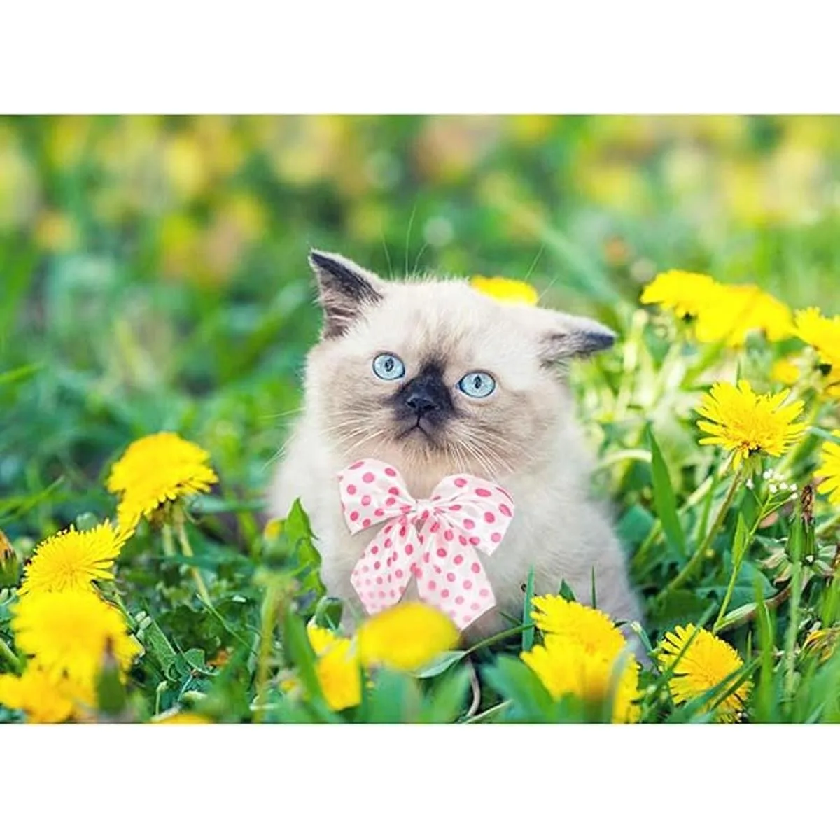 Segarty 30 lazos ajustables para mascotas para perros_2