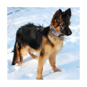 Diezel Pet Products Collar para perro con mango de_4