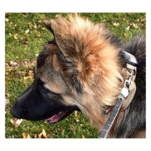 Diezel Pet Products Collar para perro con mango de_3