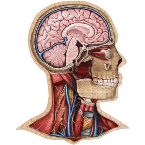 Genius Games Rompecabezas de anatomía de Dr. Livingston_6