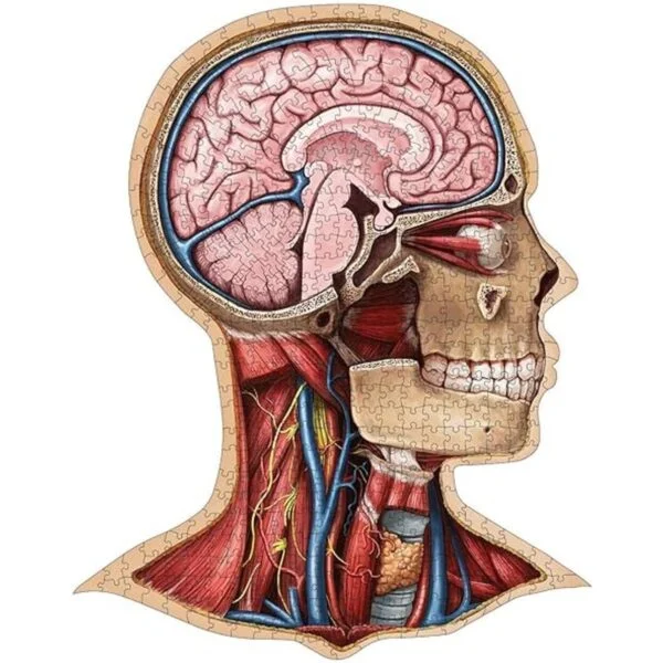 Genius Games Rompecabezas de anatomía de Dr. Livingston_6