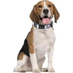 Ihoming Collar y correa para perro combinados en estilo