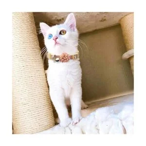 Pack de 3 collares de flores para gatos pequeños con_5