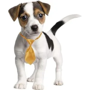 Segarty Corbatas 40 corbatas para mascotas collar_3