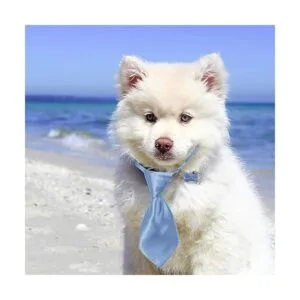 Segarty Corbatas 40 corbatas para mascotas collar_2