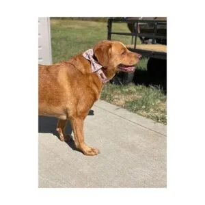 Collar único con corbatín ajustable para perros y gatos_6