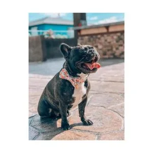 Collar único con corbatín ajustable para perros y gatos_5