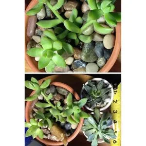 Piedras de roca de río de 12 libras piedra mezclada_3