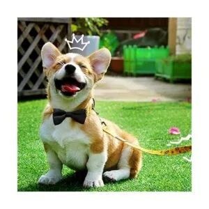 JpGdn 2pcs 3.8x2 Negro Rojo Pequeño Collar de Perros Arcos