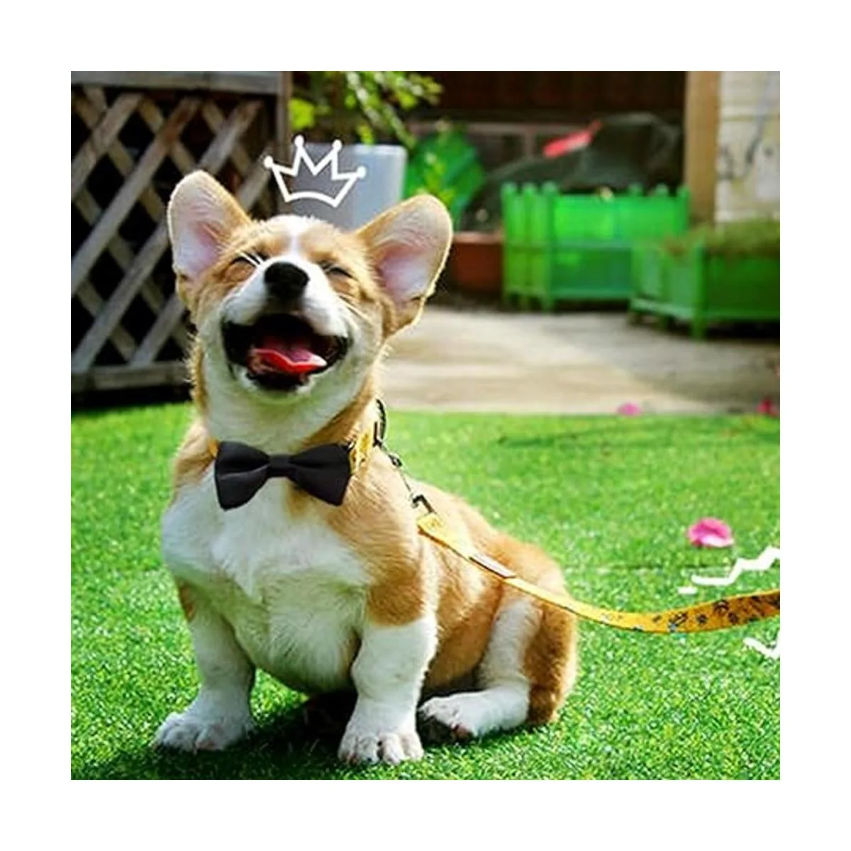 JpGdn 2pcs 3.8x2 Negro Rojo Pequeño Collar de Perros Arcos