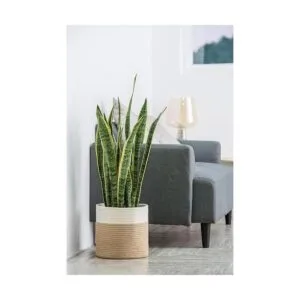 Dahey Cesta de almacenamiento tejida moderna de cuerda de_2