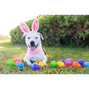 Juego de disfraz de conejo para perro orejas de conejo_5