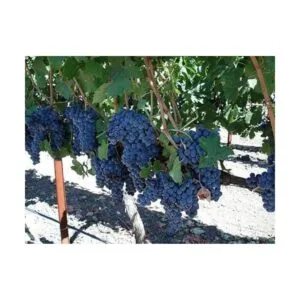 Gran cordel de panadería blanca cordel de carniceros