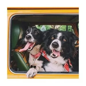 Comtim Paquete de 2 clips para placa de perro clips_4