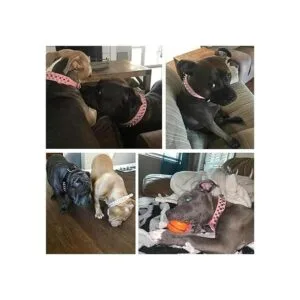 Teemerryca Collares para perro ajustables de piel de_4