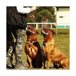 Campana grande de collar de perro para entrenar