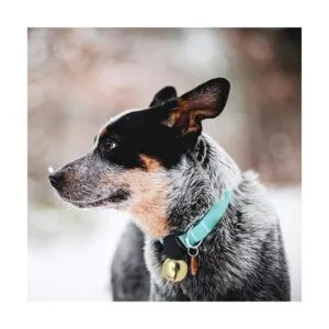 Campana grande de collar de perro para entrenar