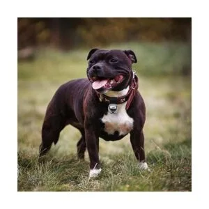 Campana grande de collar de perro para entrenar