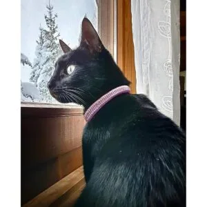 BoomBone Collar de gato con diamantes de imitación_6