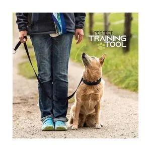 RamPro Collar de entrenamiento para perros collar grande