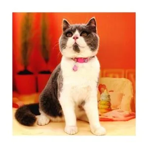 THAIN Collar de gato ajustable básico con diamantes